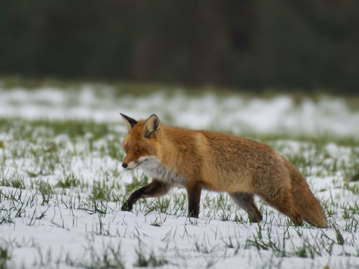 Rotfuchs auf Mäusepirsch