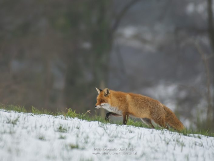 Rotfuchs auf Mäusepirsch