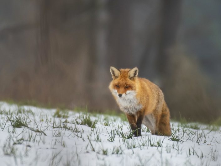 Rotfuchs bei der Mäusepirsch