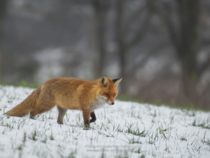 Rotfuchs auf Mäusepirsch